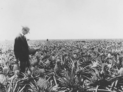 James Dole pictured grabbing a pineapple: "I swear I just was examining this large juicy warm fruit for quality"